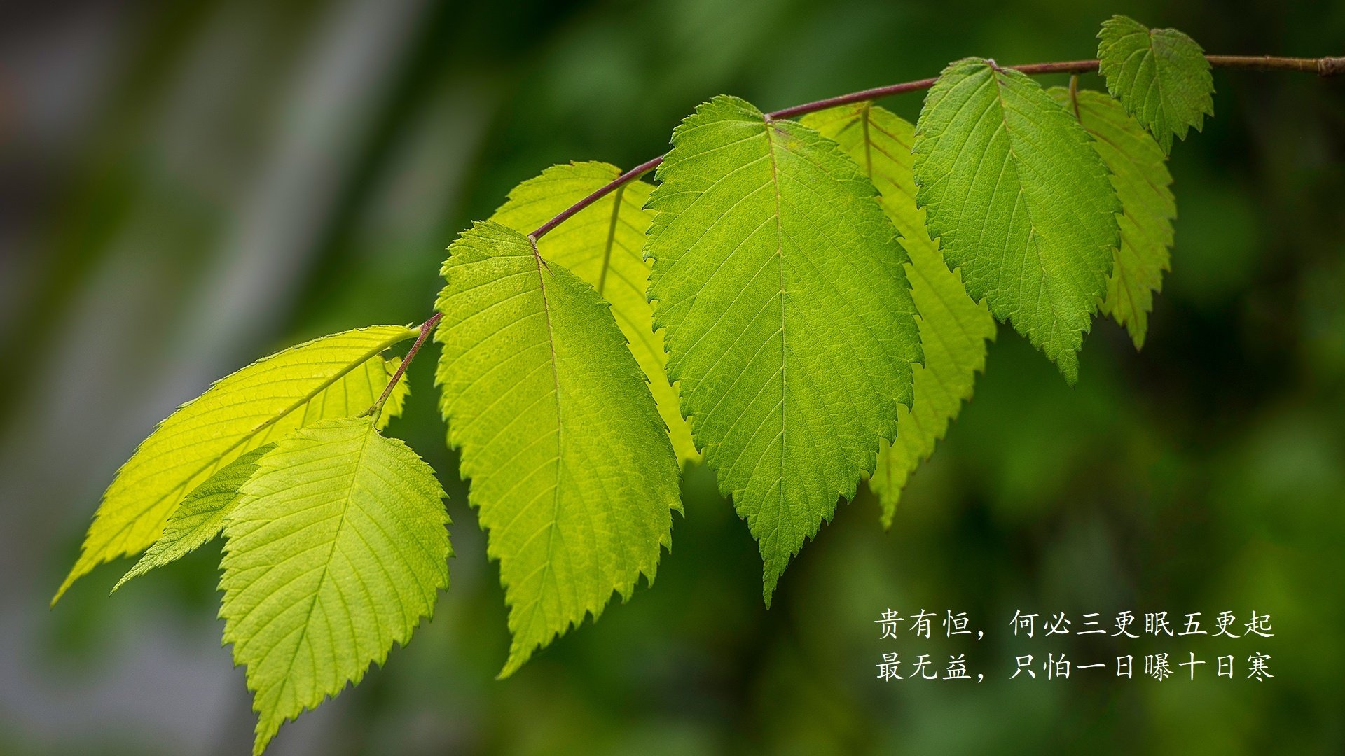 史上“最精彩”的团队协作，战术大师的完美展示！，团队战sl