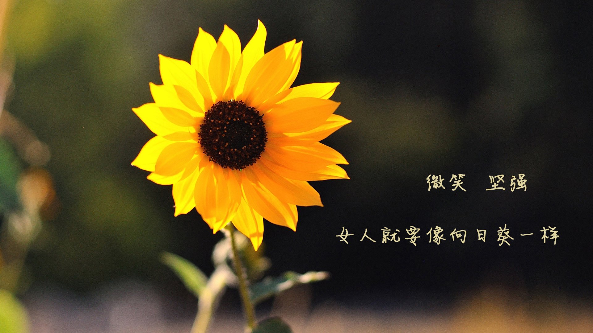 阿塞拜疆意外反击，险胜保加利亚队，阿塞拜疆联赛