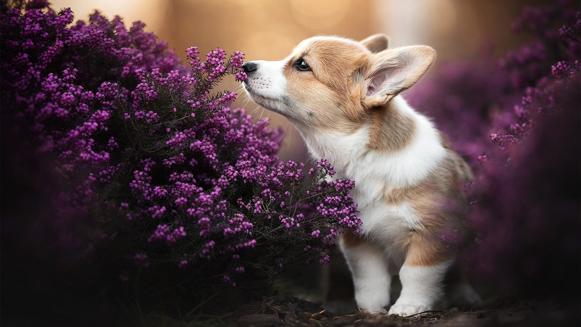 新加坡队在国际乒联混合团体世界杯中的配合默契与整体表现，新加坡队乒乓球