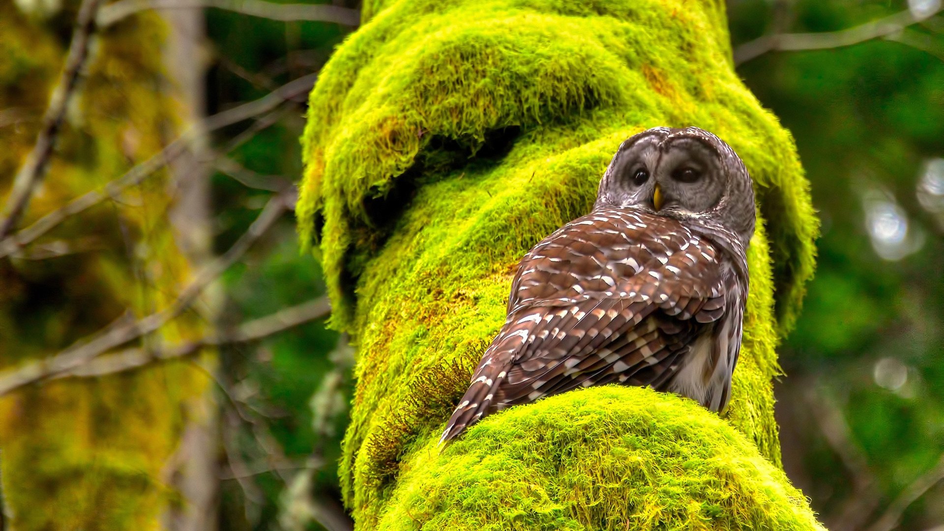 热血教练团队幕后辛勤付出感动球迷,热血教师是真实的吗