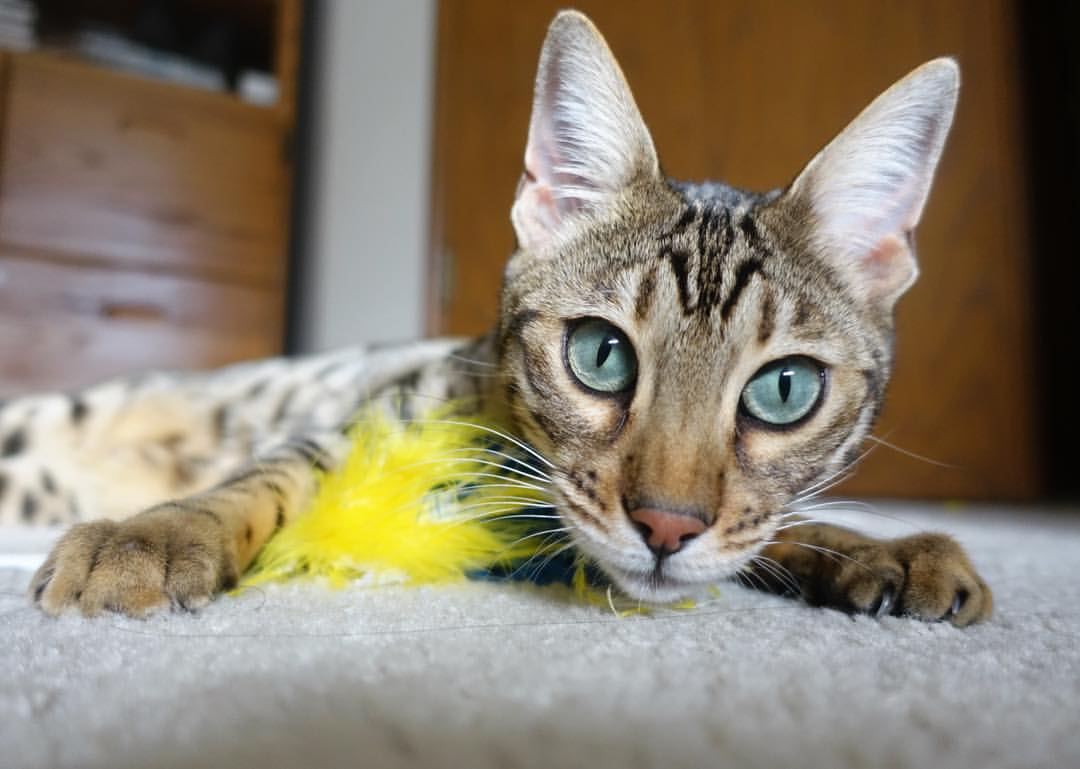 AYX GAMING-“马科斯·莫奇：阿根廷美洲狮队的防守铁闸，未来光明”