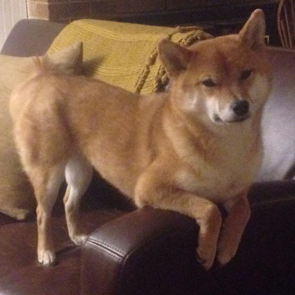 半决赛表现稳定，表现延续性好，半决赛定义