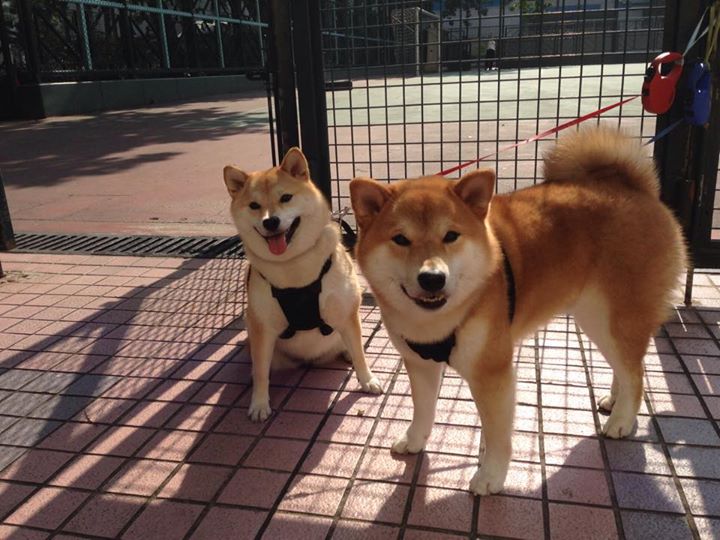 布克强调赛前沟通是太阳稳定发挥基础