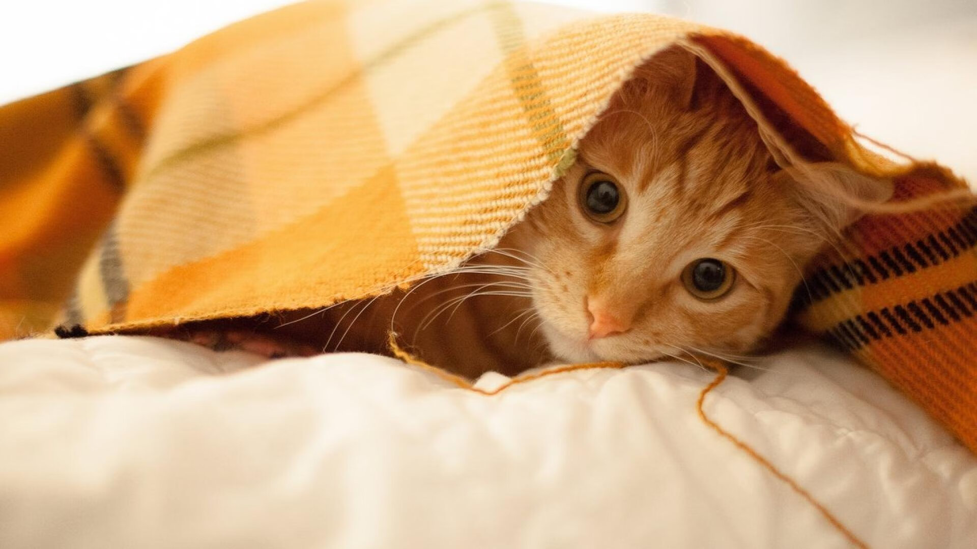 米切尔坦言目标是带领球队走得更远，米切尔厉害