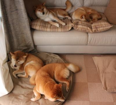 爱游戏体育APP下载-自由泳接力中立代表队A配合默契，4×100自由泳接力