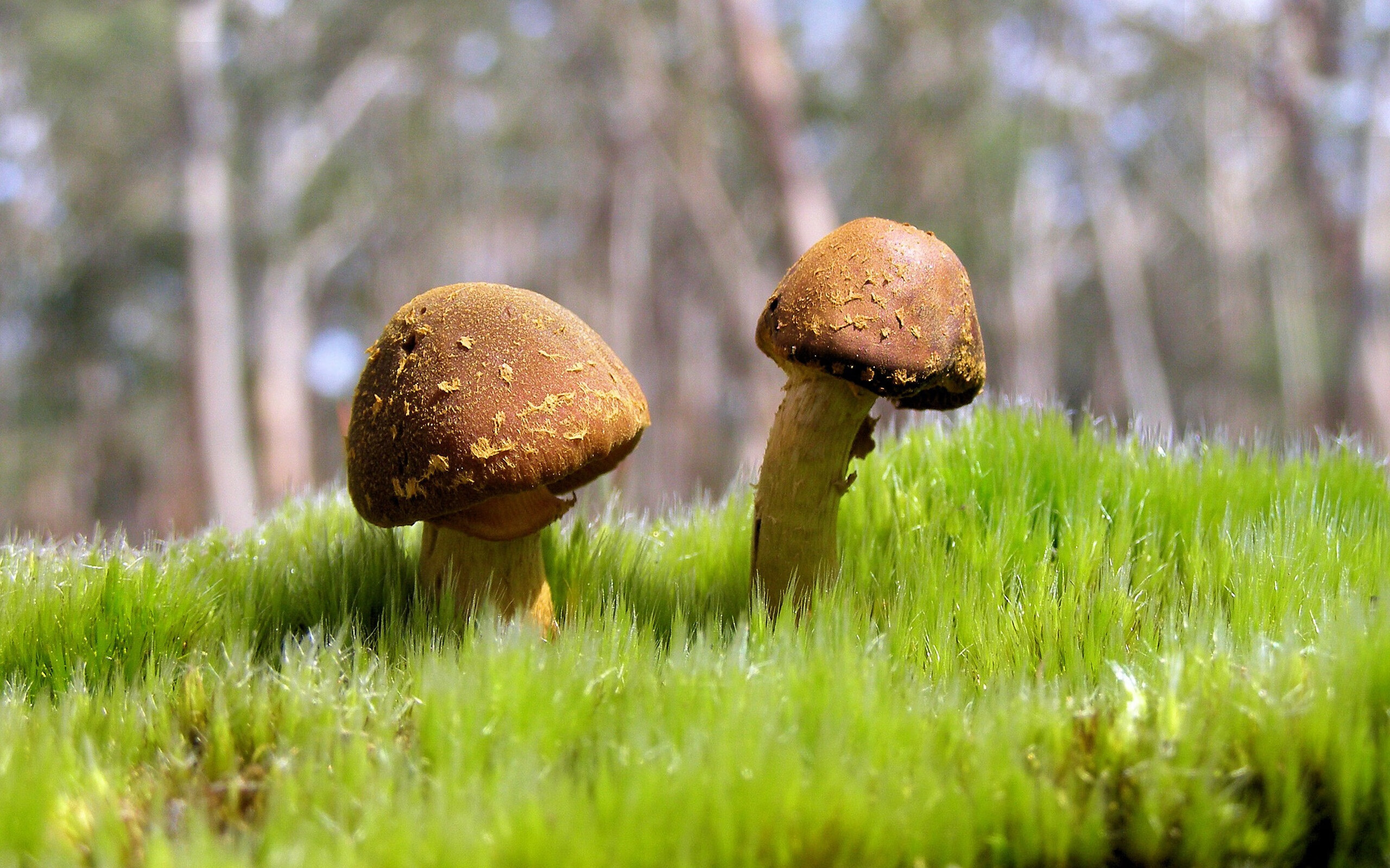 高水平教练定向支持西部篮球项目助力资源均衡发展,高水平运动队篮球